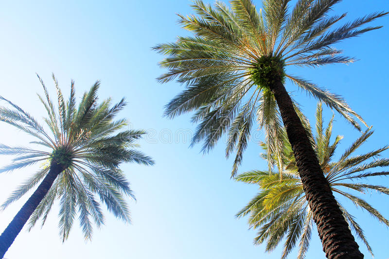 Detail Free Images Of Palm Trees Nomer 7