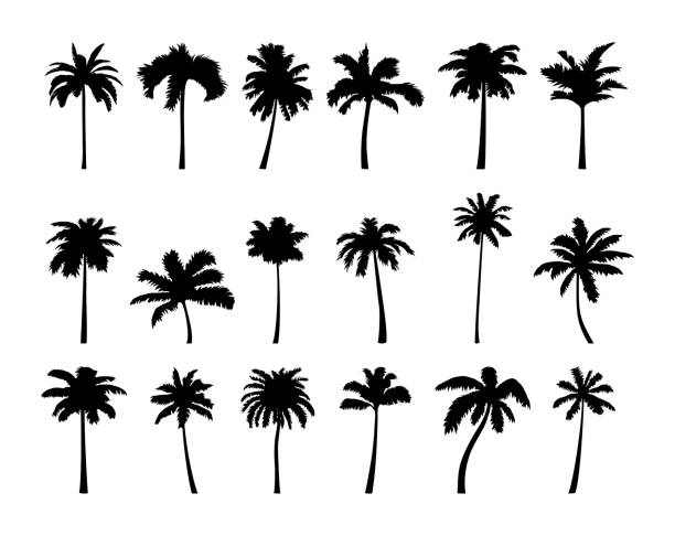 Detail Free Images Of Palm Trees Nomer 8