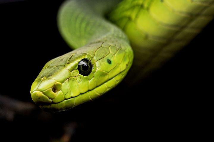 Free Images Of Snakes - KibrisPDR