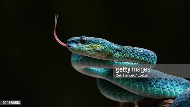 Detail Free Images Of Snakes Nomer 29