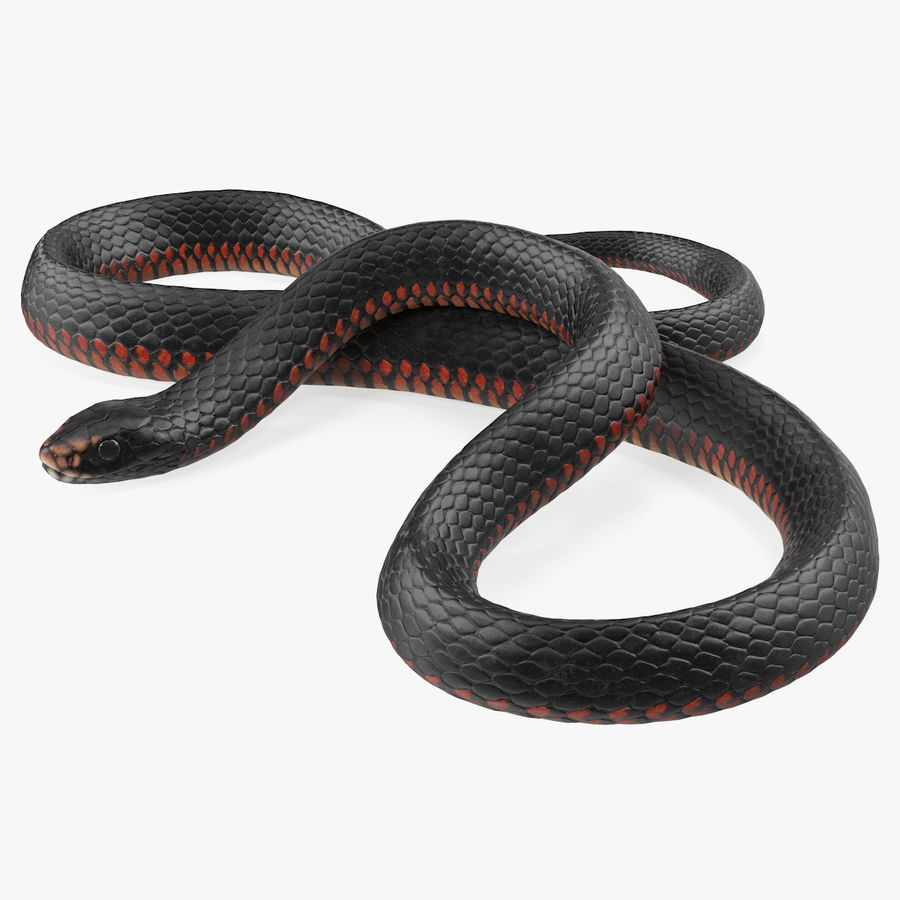 Detail Free Images Of Snakes Nomer 46