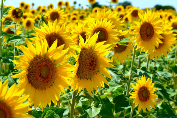 Detail Free Images Of Sunflowers Nomer 47