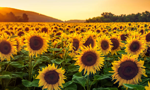 Detail Free Images Of Sunflowers Nomer 6