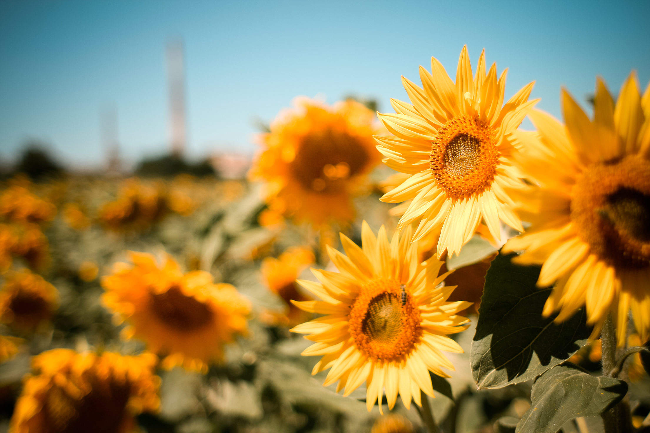 Detail Free Images Of Sunflowers Nomer 50