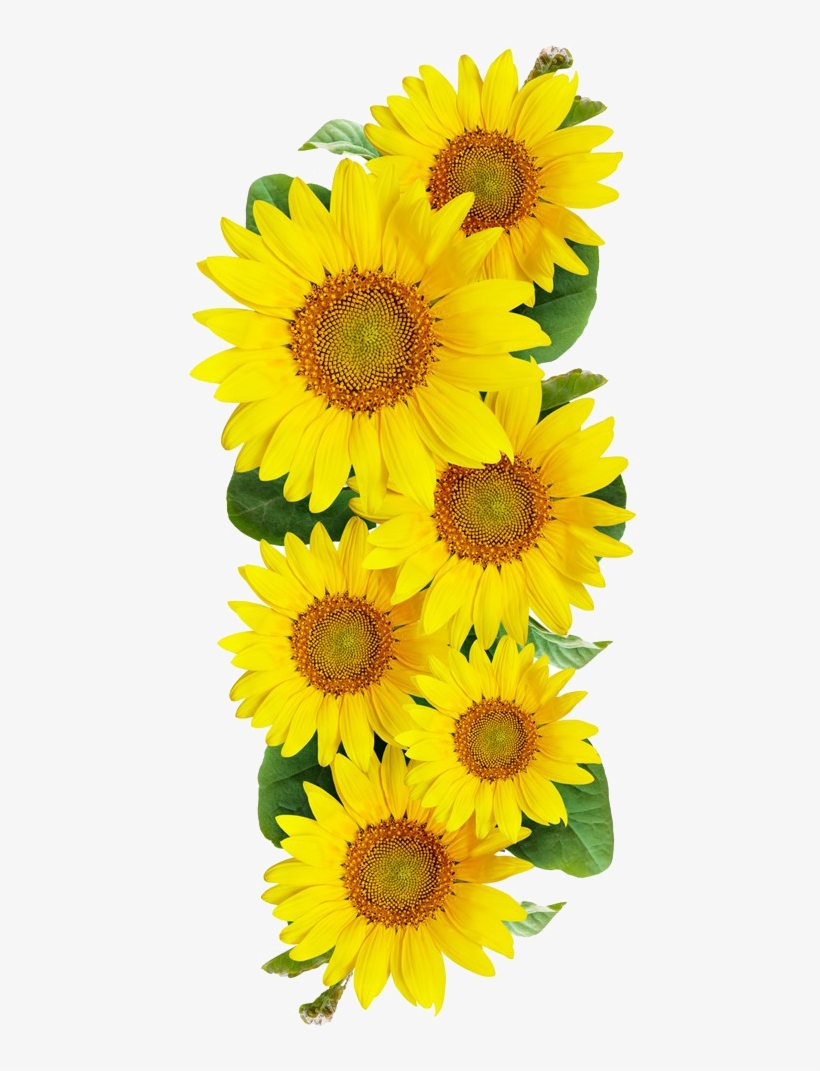 Detail Free Images Of Sunflowers Nomer 51