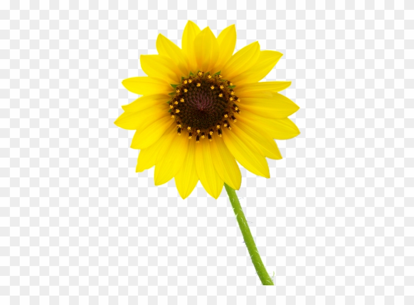 Detail Free Images With Transparent Background Nomer 16