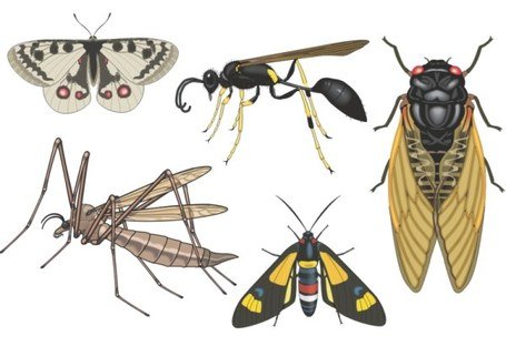 Detail Free Insect Clipart Nomer 22