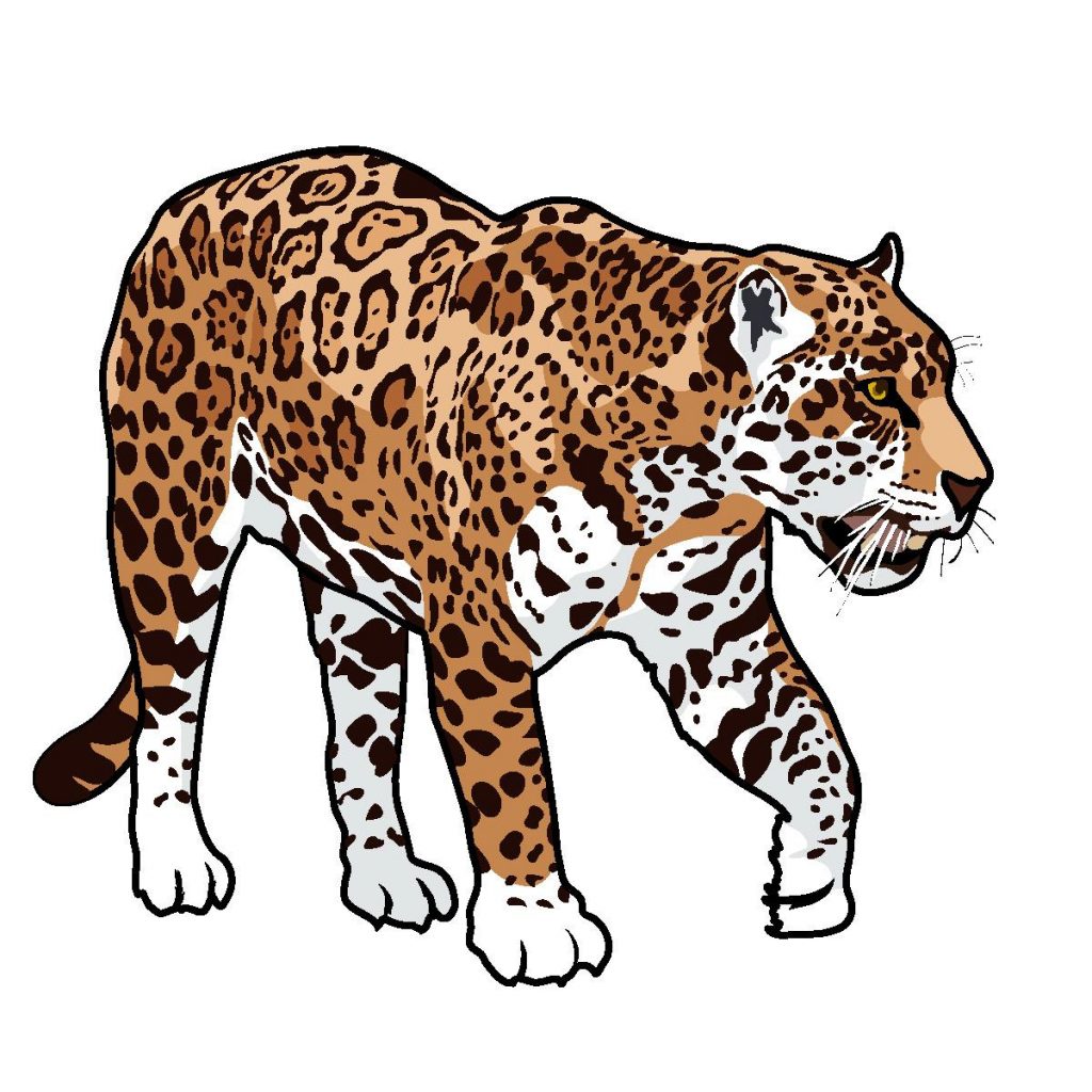 Detail Free Jaguar Clipart Nomer 14