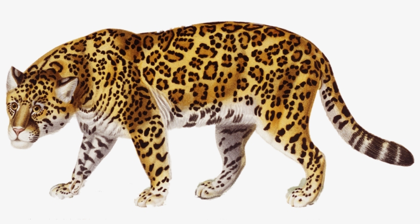 Detail Free Jaguar Clipart Nomer 19