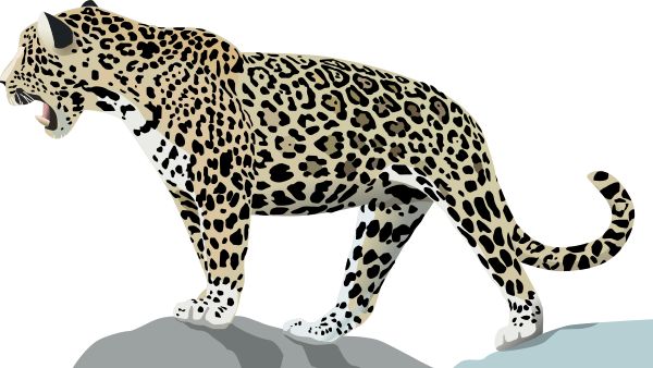 Detail Free Jaguar Clipart Nomer 21