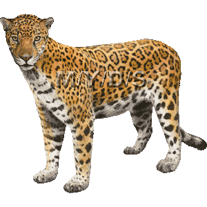 Detail Free Jaguar Clipart Nomer 22