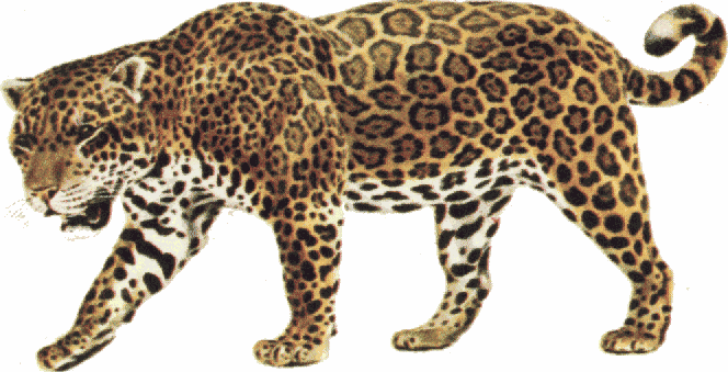 Detail Free Jaguar Clipart Nomer 25