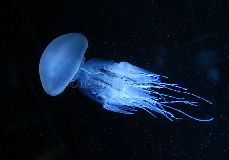 Free Jellyfish Images - KibrisPDR