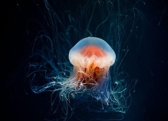 Detail Free Jellyfish Images Nomer 15