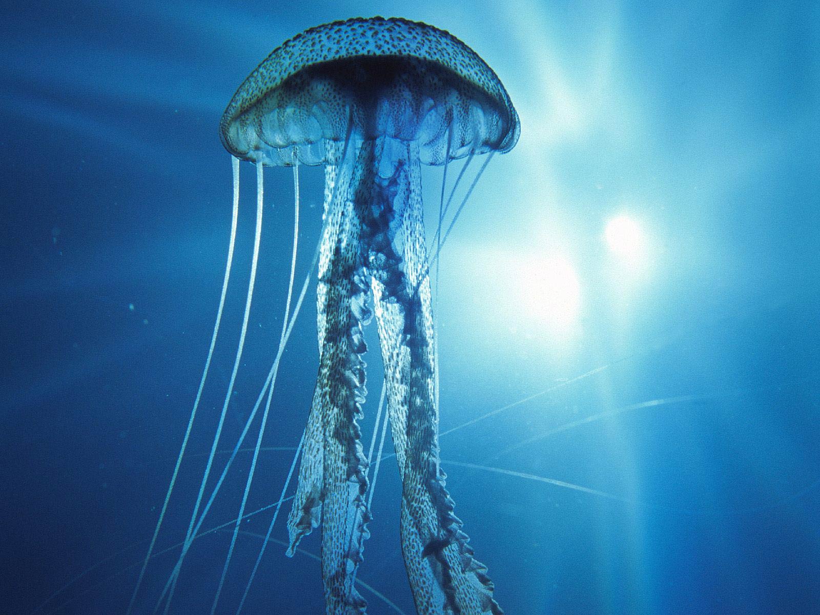 Detail Free Jellyfish Images Nomer 22