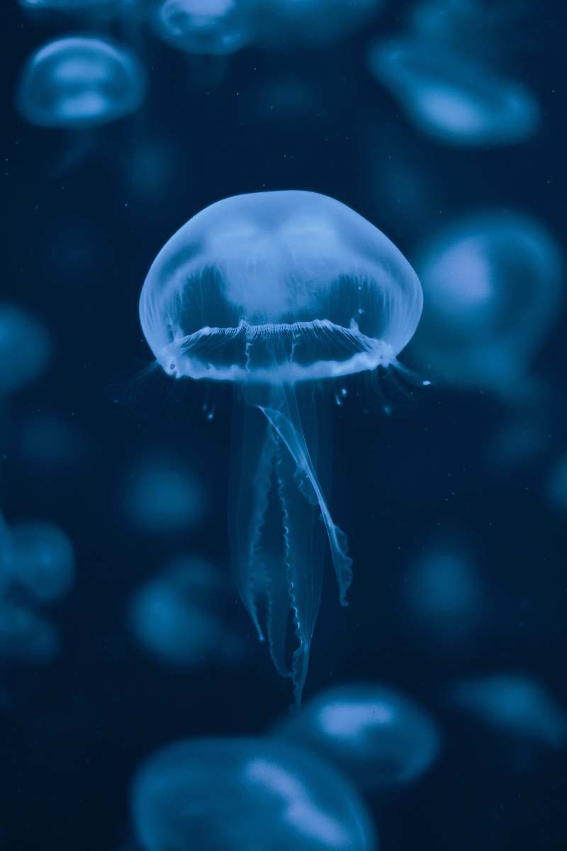 Detail Free Jellyfish Images Nomer 23