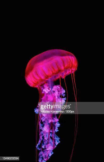 Detail Free Jellyfish Images Nomer 37