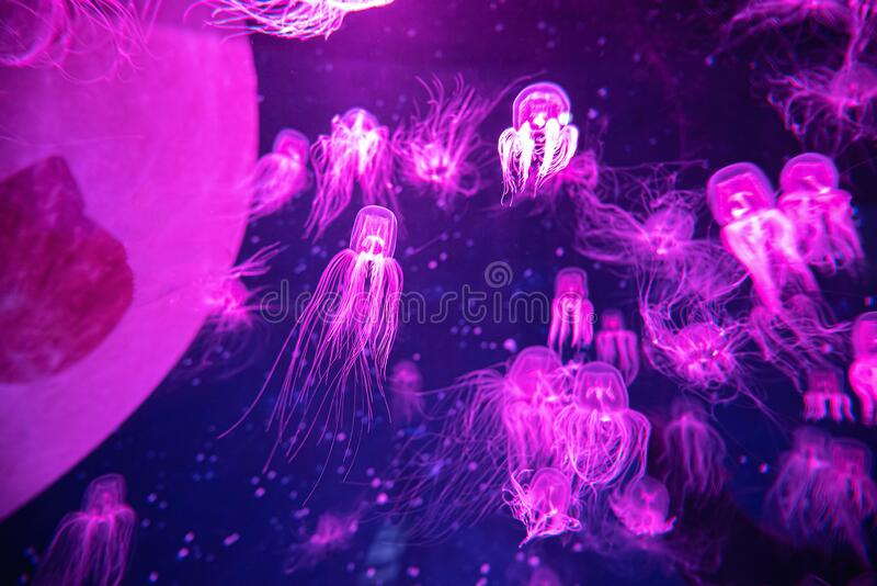 Detail Free Jellyfish Images Nomer 43