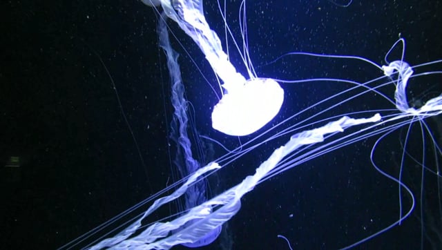 Detail Free Jellyfish Images Nomer 44