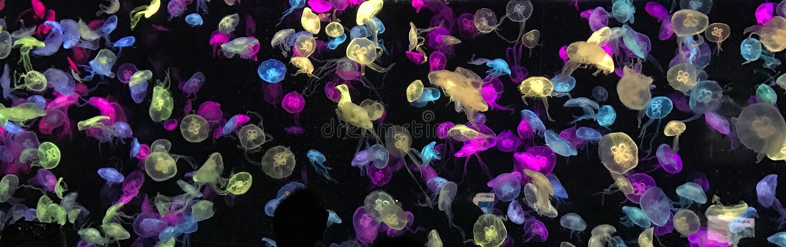 Detail Free Jellyfish Images Nomer 45