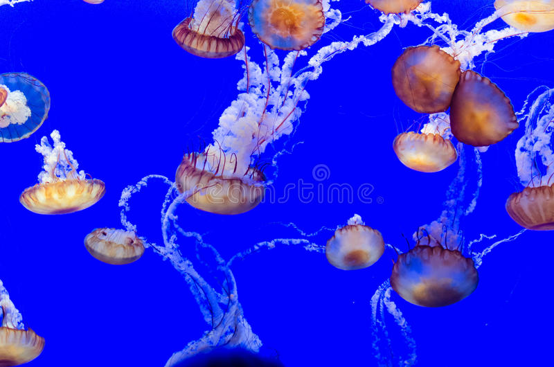 Detail Free Jellyfish Images Nomer 46