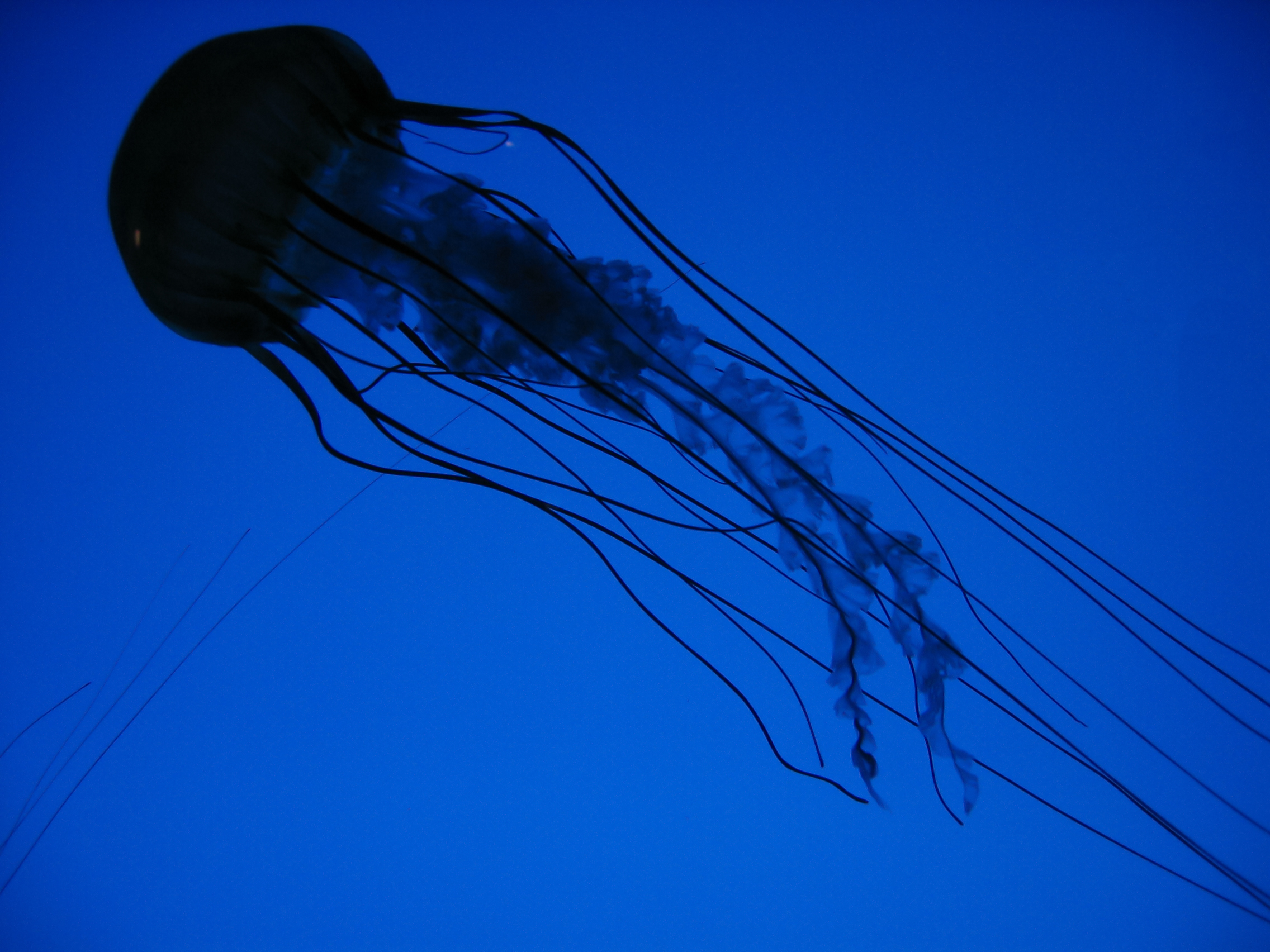 Detail Free Jellyfish Images Nomer 49