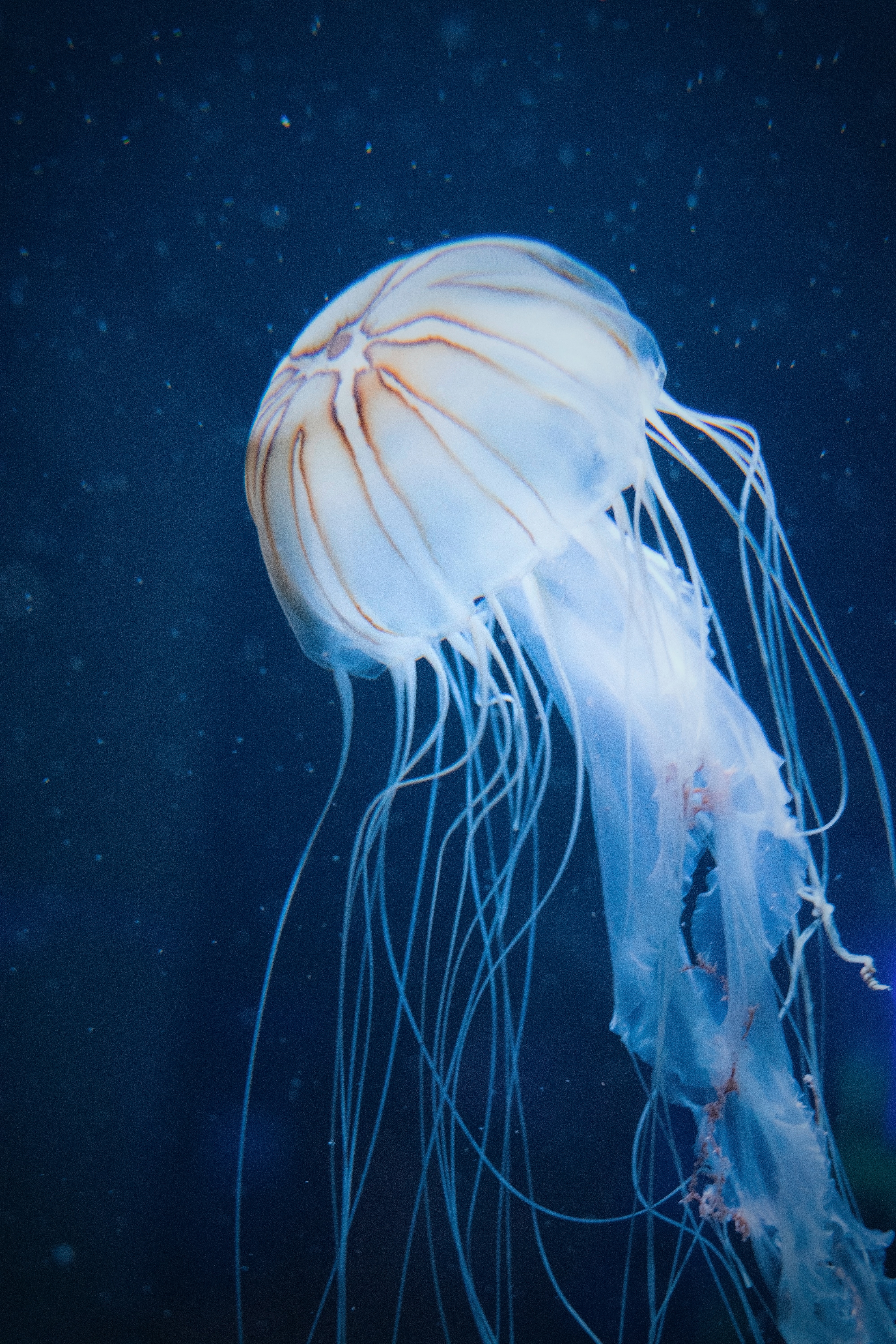 Detail Free Jellyfish Images Nomer 7