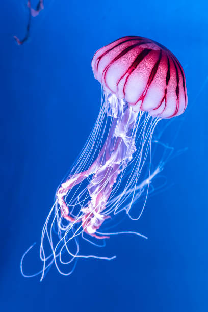 Detail Free Jellyfish Images Nomer 10