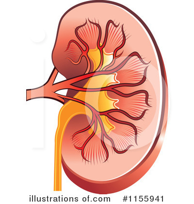 Detail Free Kidney Clip Art Nomer 31