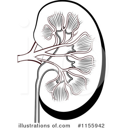 Detail Free Kidney Clip Art Nomer 34