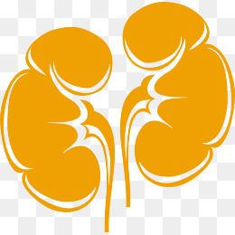 Detail Free Kidney Clip Art Nomer 42