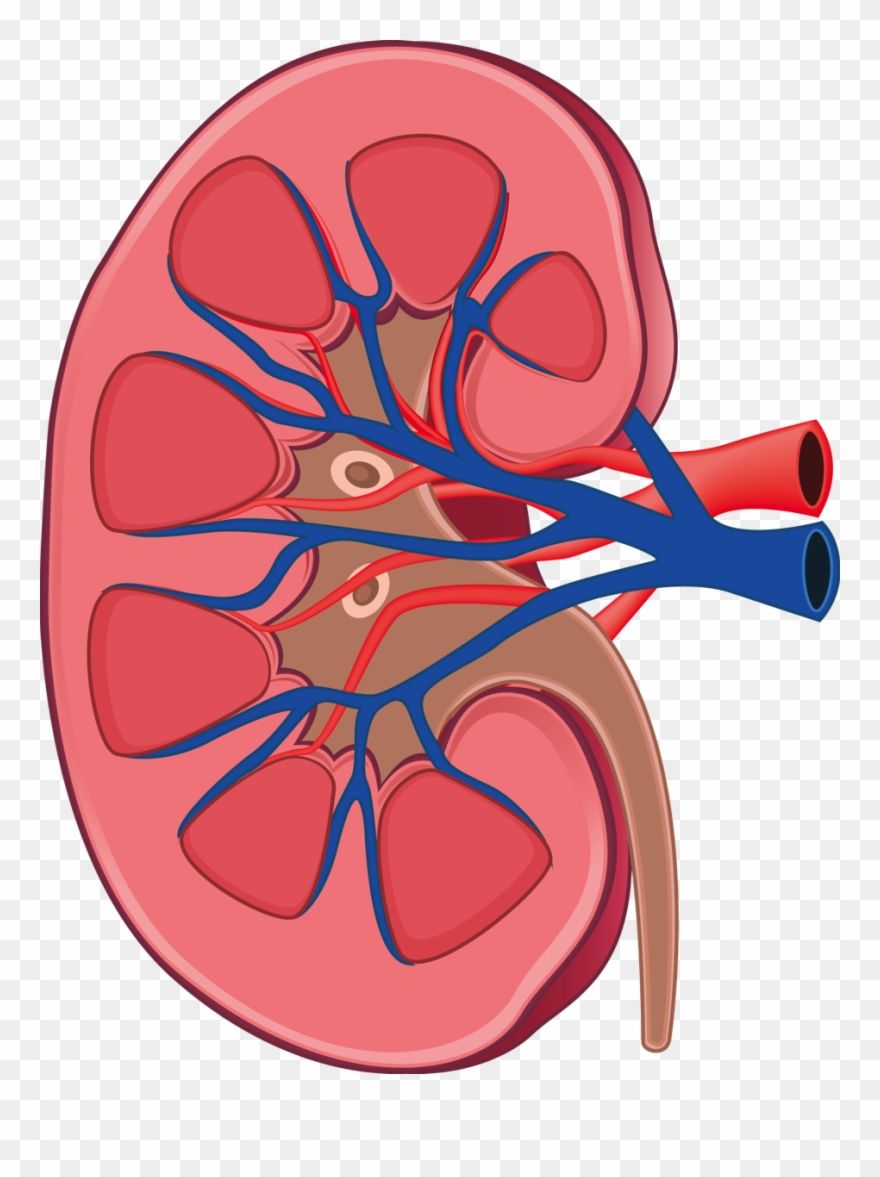 Detail Free Kidney Clip Art Nomer 5