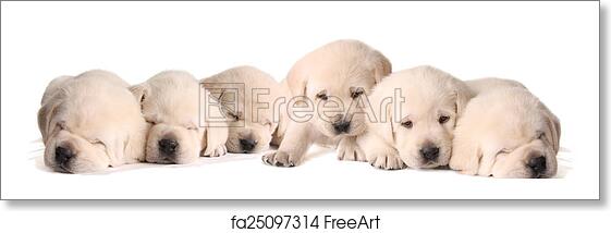 Detail Free Labrador Puppies Nomer 15