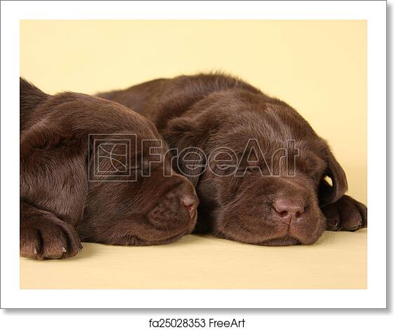 Detail Free Labrador Puppies Nomer 36