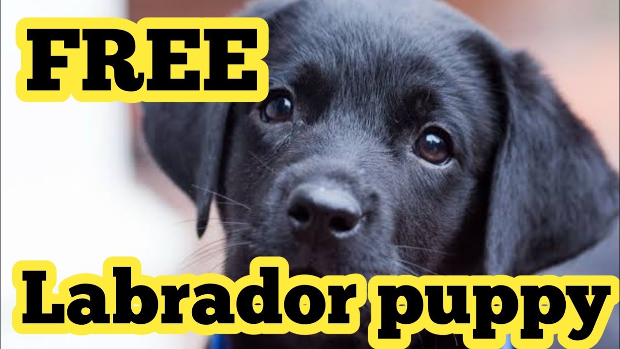 Detail Free Labrador Puppies Nomer 5