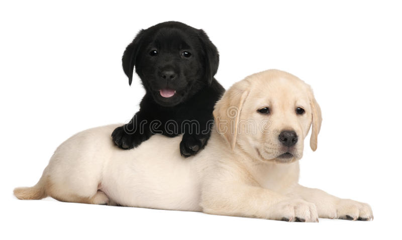 Detail Free Labrador Puppies Nomer 53