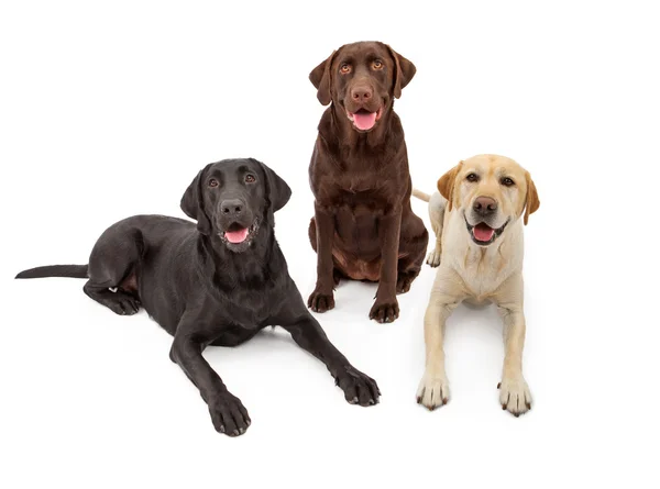 Detail Free Labrador Retriever Nomer 13