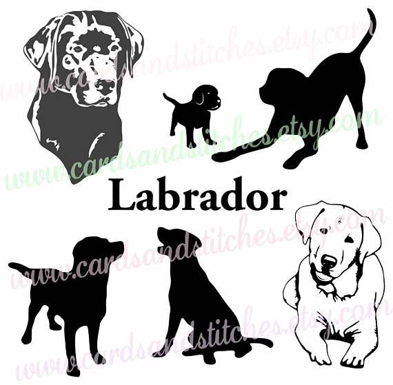 Detail Free Labrador Retriever Nomer 31