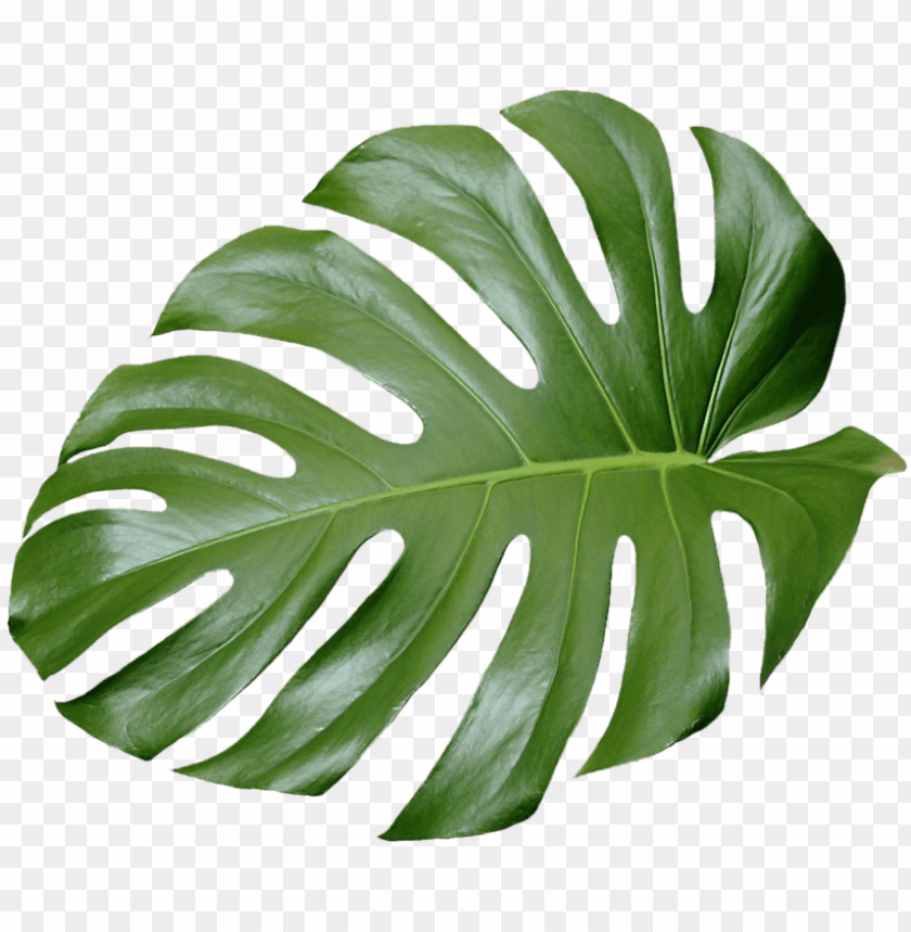 Detail Free Leaf Png Nomer 6