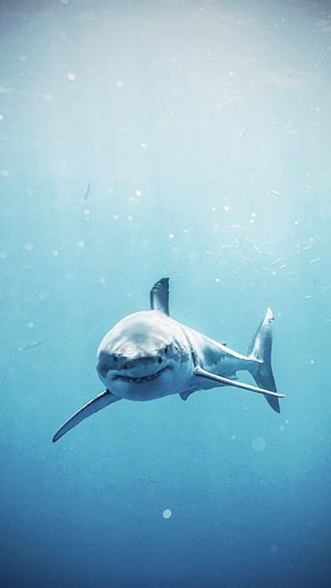 Detail Free Live Wallpapers Sharks Nomer 18