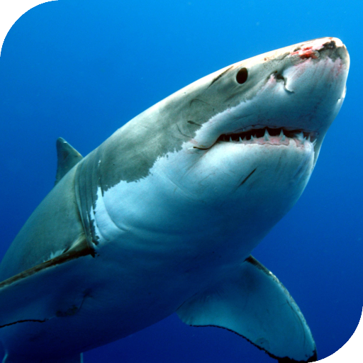Detail Free Live Wallpapers Sharks Nomer 3