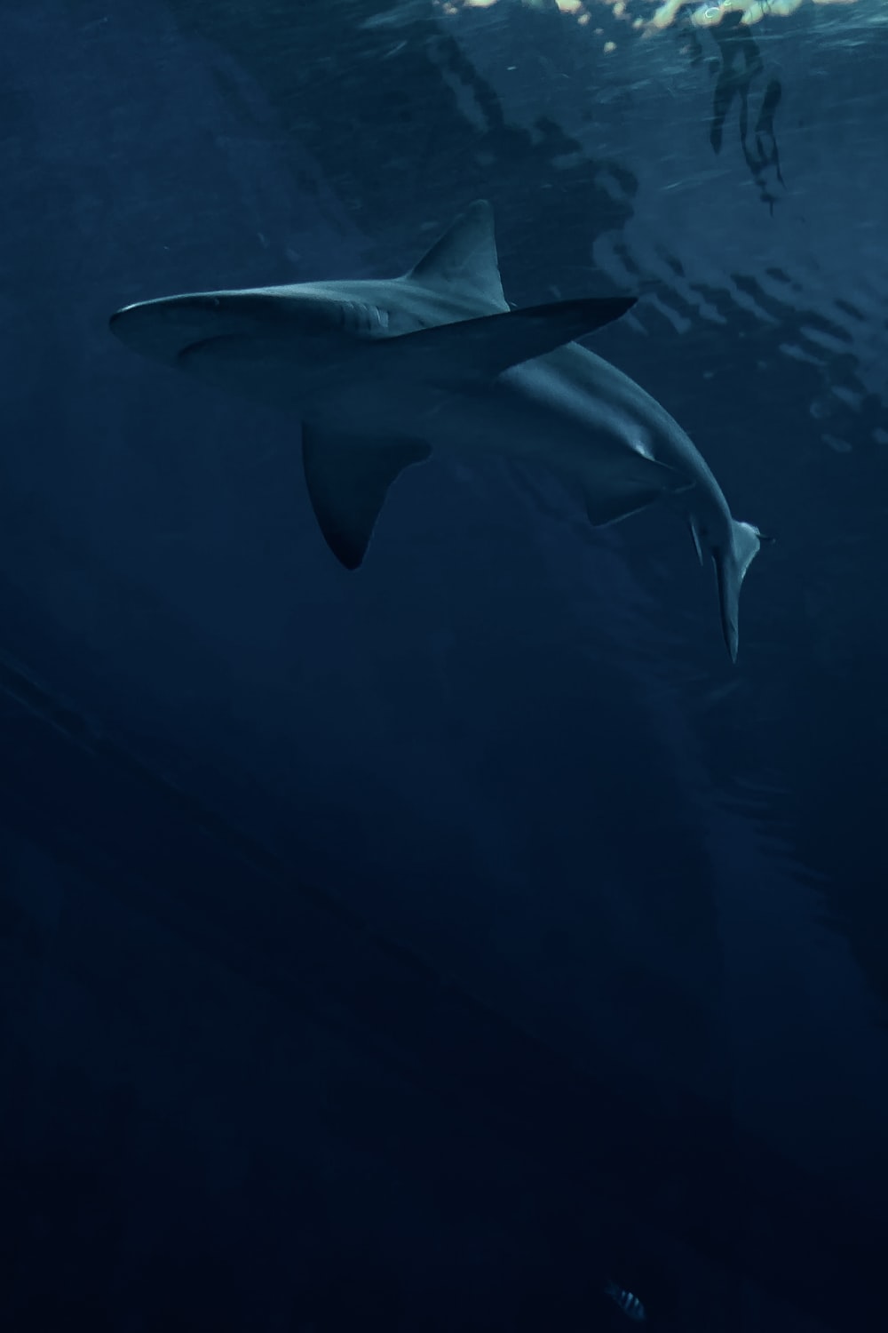 Detail Free Live Wallpapers Sharks Nomer 23