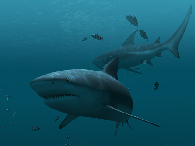 Detail Free Live Wallpapers Sharks Nomer 7