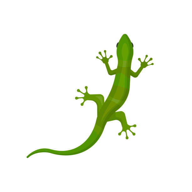 Detail Free Lizard Clip Art Nomer 14