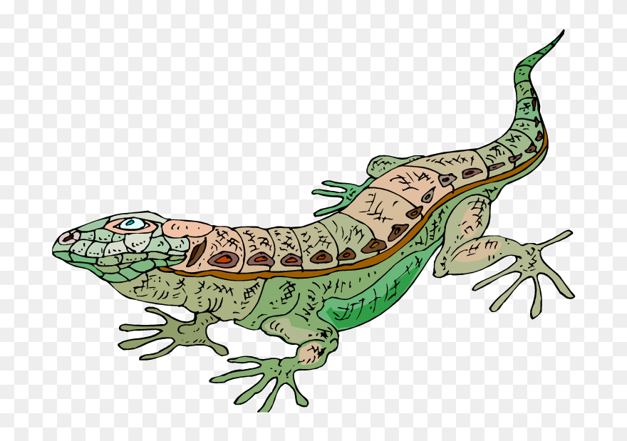 Detail Free Lizard Clip Art Nomer 36