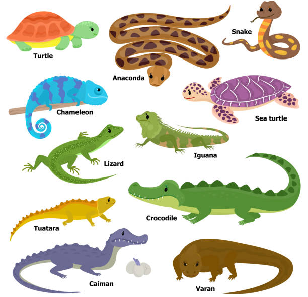 Detail Free Lizard Clip Art Nomer 38