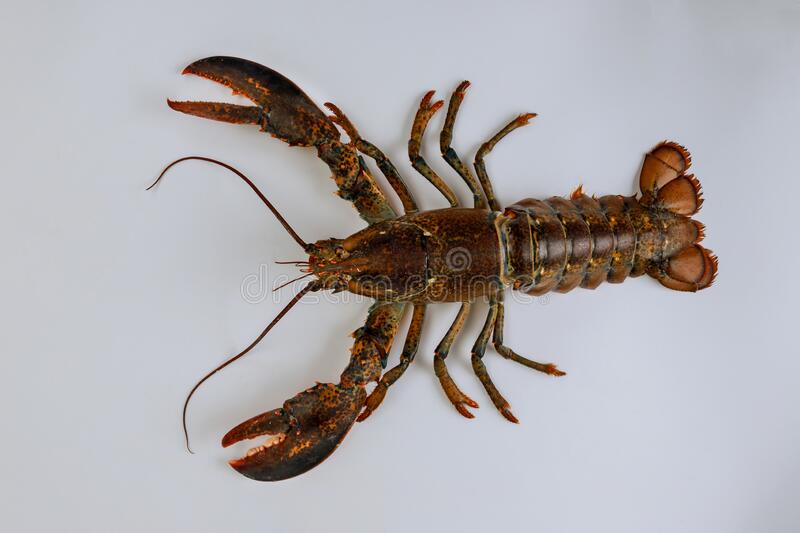 Detail Free Lobster Images Nomer 16