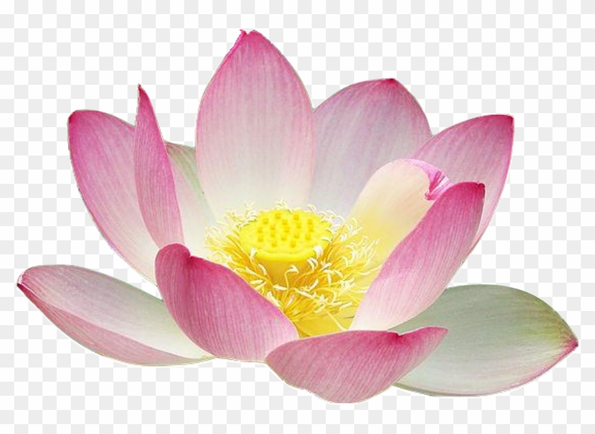 Detail Free Lotus Flower Clip Art Nomer 12