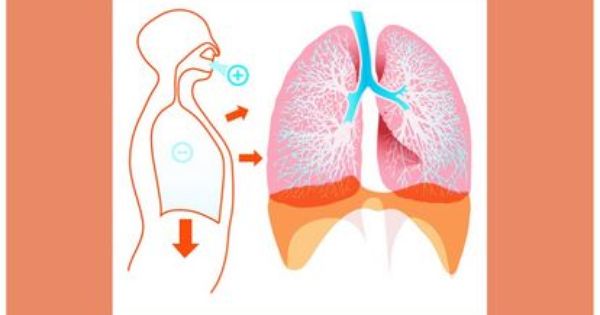 Detail Free Lung Powerpoint Templates Nomer 19