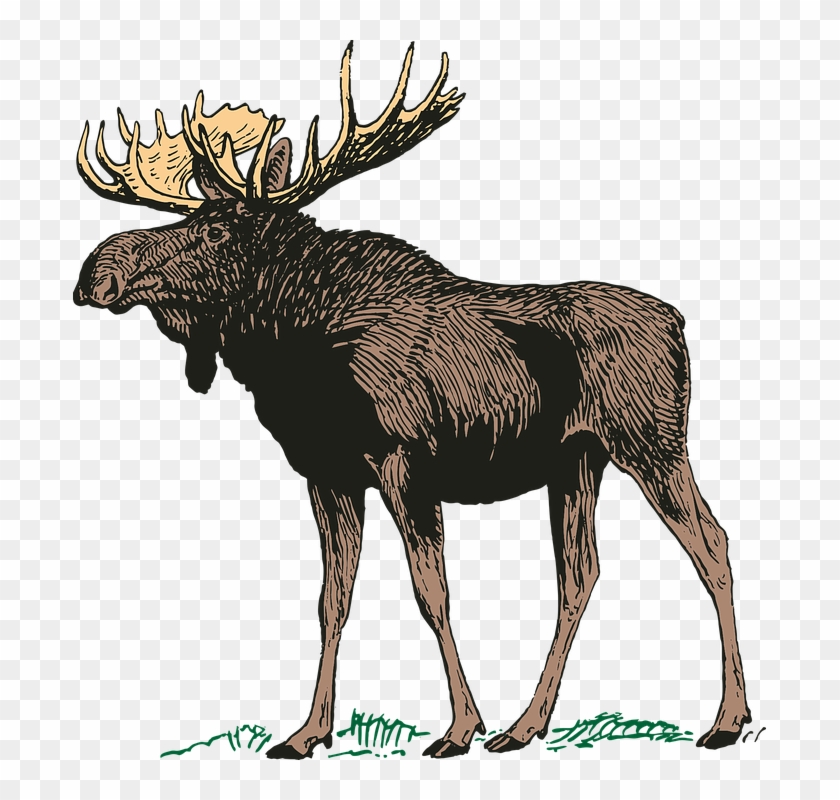 Detail Free Moose Clipart Nomer 34